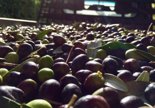 Olio Verdoliva Toscano Extravergine - immagine 3